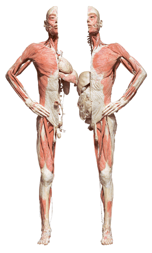 proportions of human body. human cadavers put on
